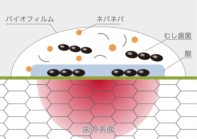 バイオフィルム ネバネバ むし歯菌 酸