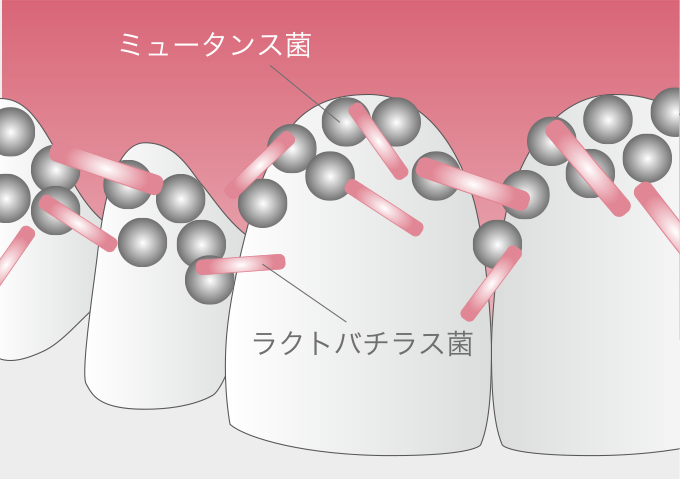 ミュータンス菌 ラクトバチラス菌