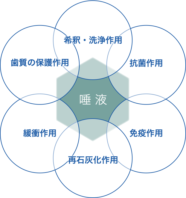 唾液 : 希釈・洗浄作用 抗菌作用 免疫作用 再石灰化作用 緩衝作用 歯質の保護作用