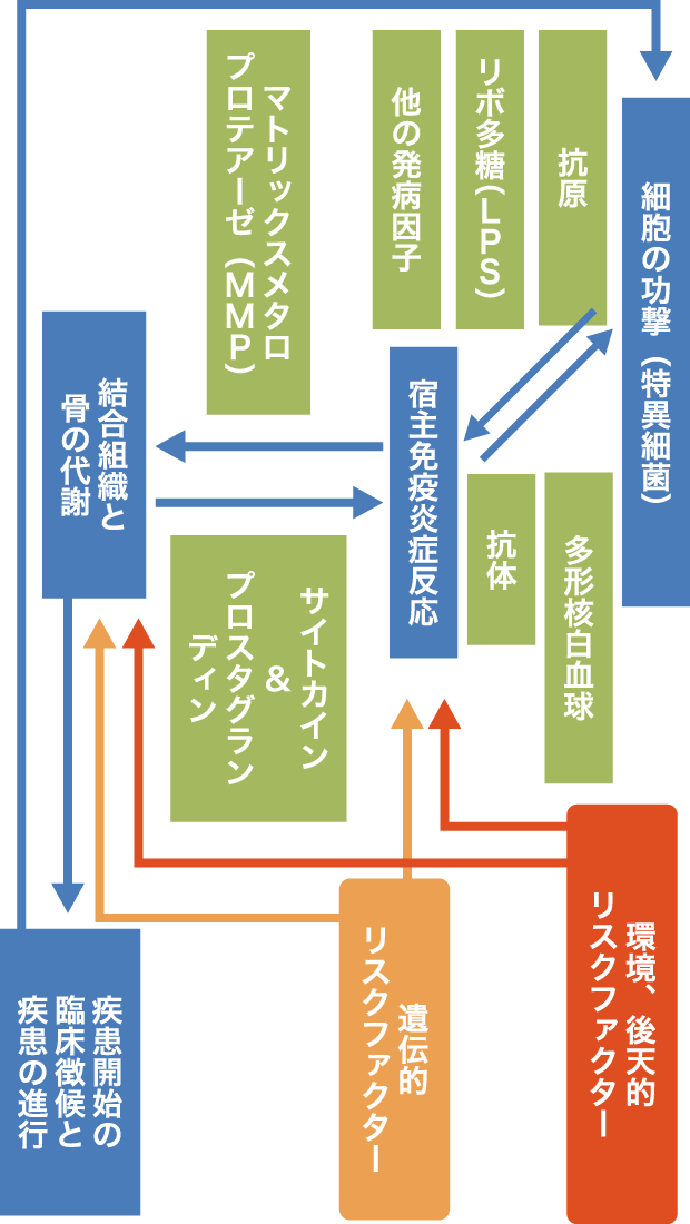 歯周炎の病因論（リスクファクター）