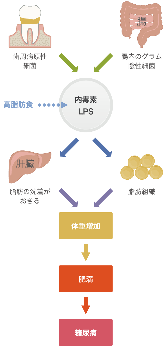 歯周病と“肥満”の関係。