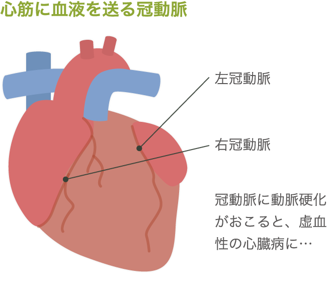 心筋に血液を送る冠動脈