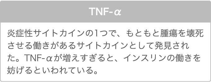 TNF-α 炎症性サイトカインの1つで、もともと腫瘍を壊死させる働きがあるサイトカインとして発見された。TNF-αが増えすぎると、インスリンの働きを妨げるといわれている。